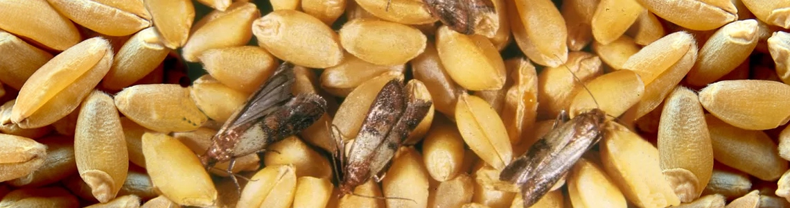 La dispensa è piena di bestioline!